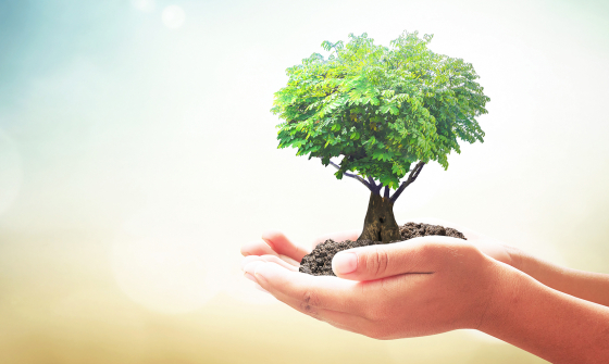 Image of a hand holding a small tree