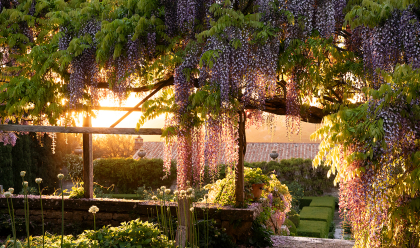 Wisteria by Matteo Carassale 