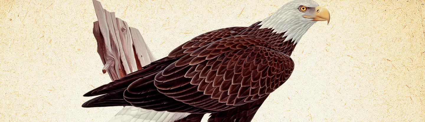 bald eagle