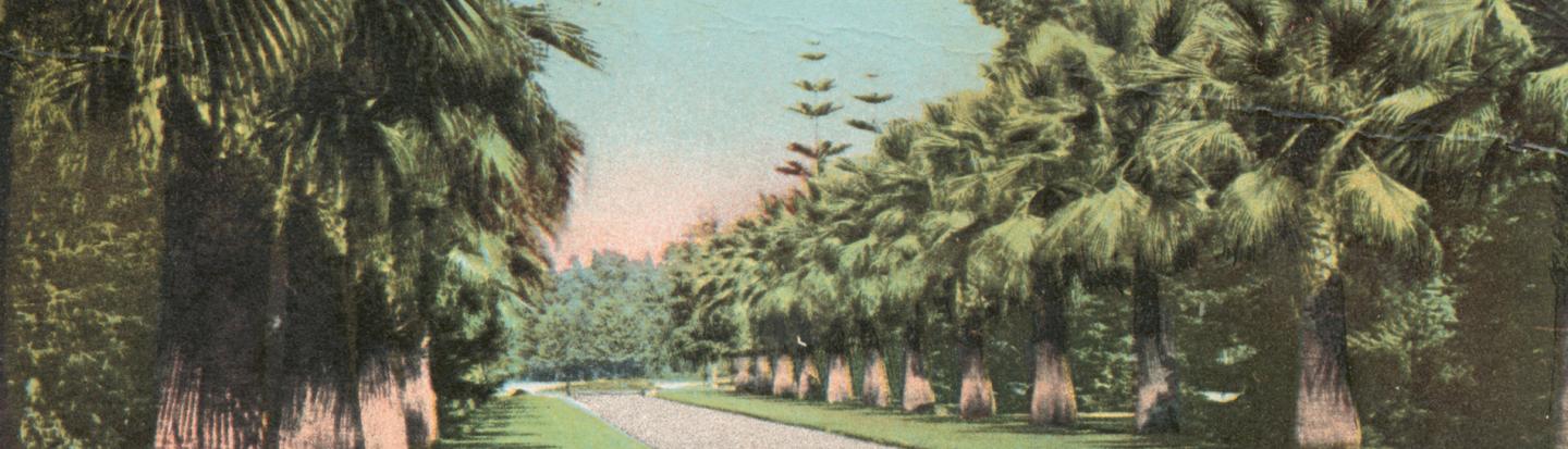 American Ancestors is Coming to California: Tracing Your Westward-Bound Ancestors A Palm Bordered Drive, California