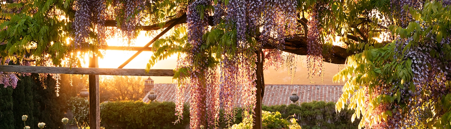 Wisteria by Matteo Carassale